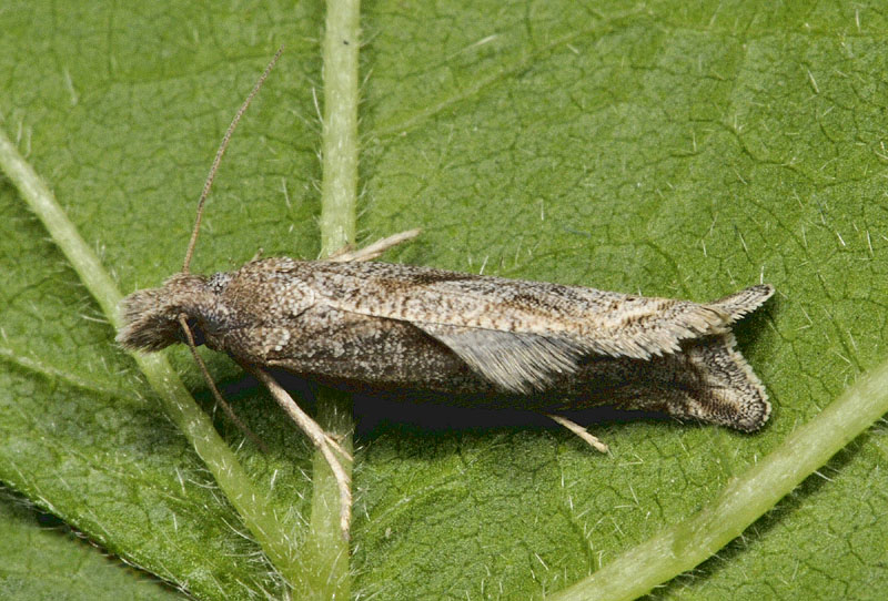 Tortricidae - Epibactra immundana (Cfr)